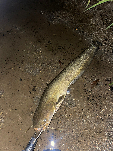 ナマズの釣果