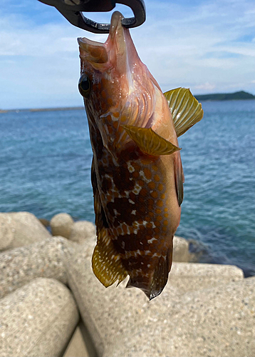 キジハタの釣果