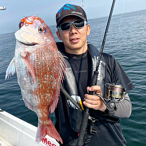 マダイの釣果