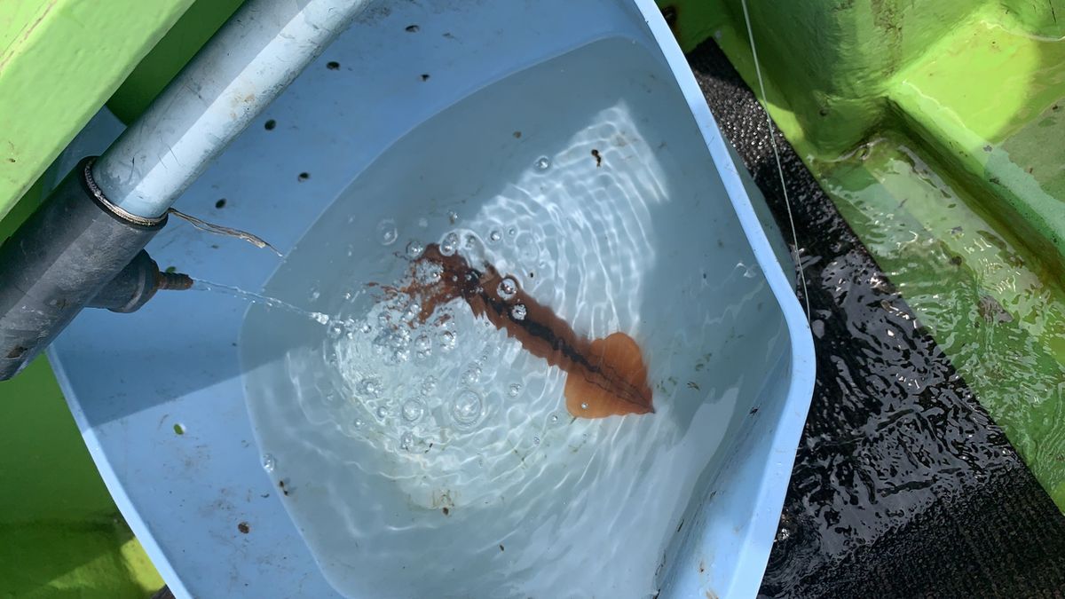 コナツ2015さんの釣果 2枚目の画像