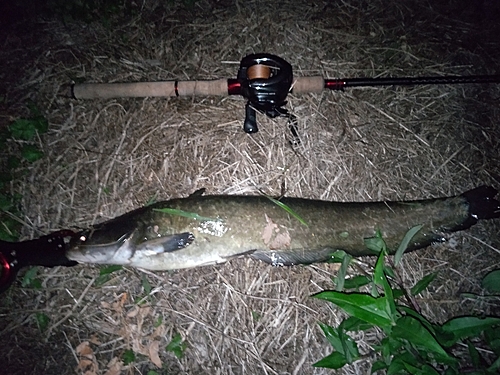 ナマズの釣果