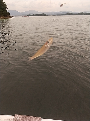 キスの釣果