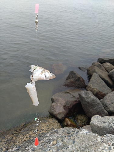 キスの釣果