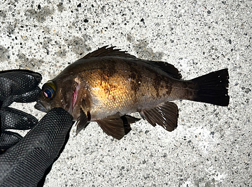 メバルの釣果