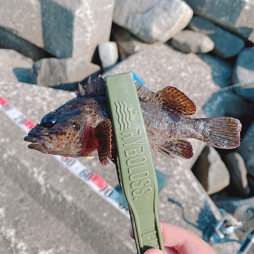 ムラソイの釣果