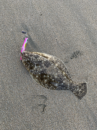 ヒラメの釣果