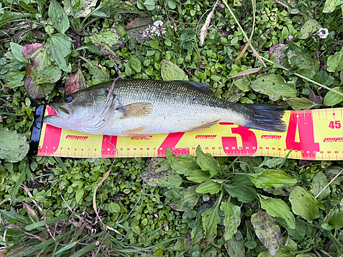 ラージマウスバスの釣果