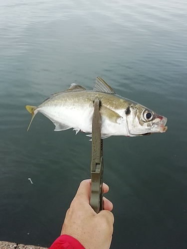 マアジの釣果