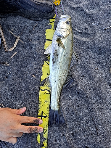 スズキの釣果