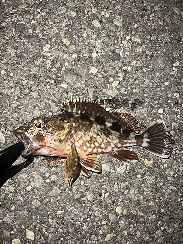 カサゴの釣果