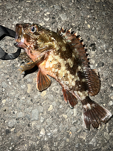 カサゴの釣果