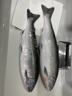 サクラマスの釣果