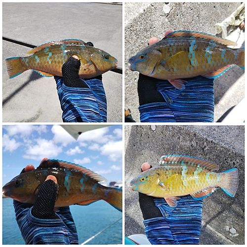 アーガイの釣果