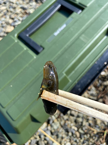 チチブの釣果