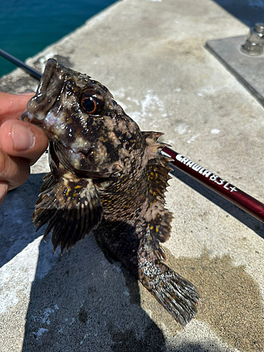 オウゴンムラソイの釣果