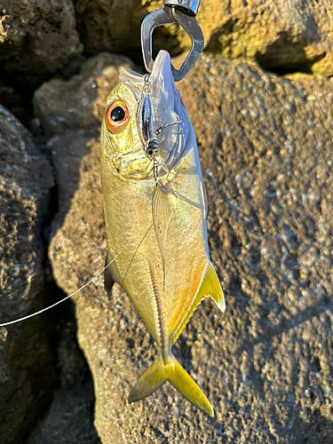 メッキの釣果