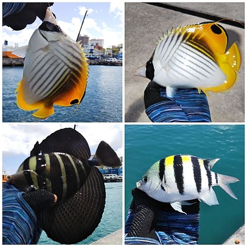 チョウチョウウオの釣果