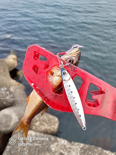 ムツの釣果