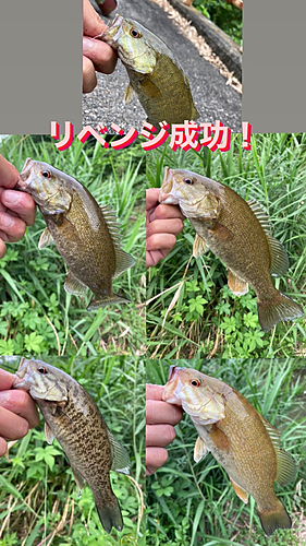 スモールマウスバスの釣果