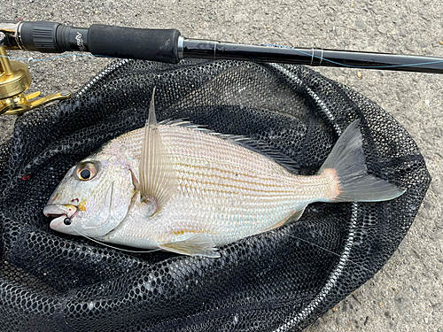 ヘダイの釣果