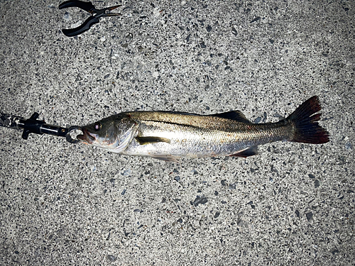 シーバスの釣果