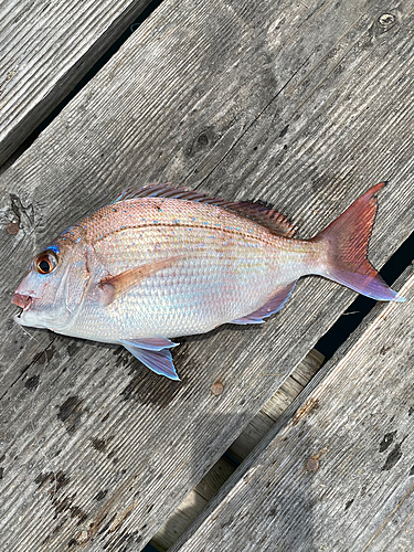 マダイの釣果