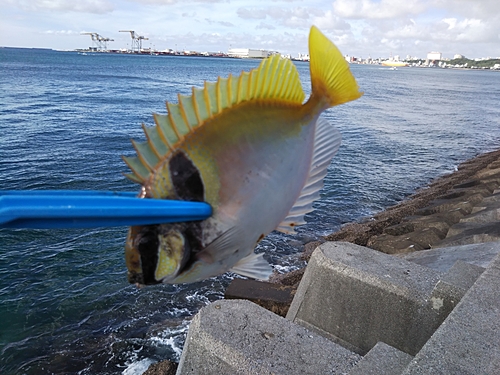 ヒメアイゴの釣果