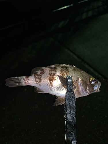 メバルの釣果