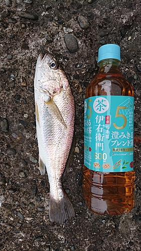 イシモチの釣果