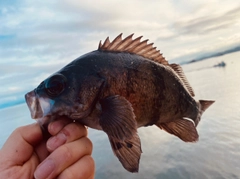 メバルの釣果