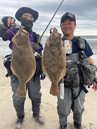 マゴチの釣果