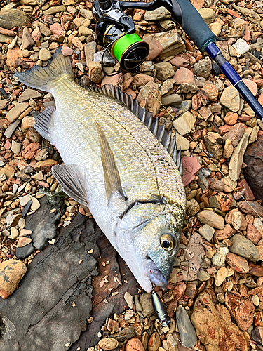 ミナミクロダイの釣果