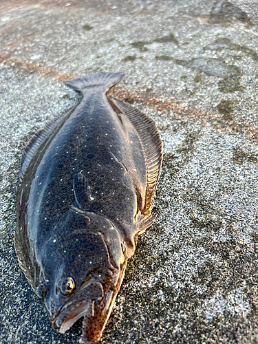 ヒラメの釣果