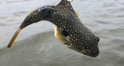 フグの釣果