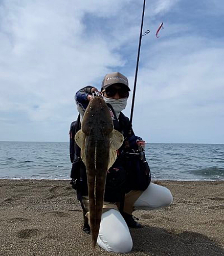 マゴチの釣果