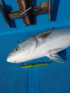 メジロの釣果