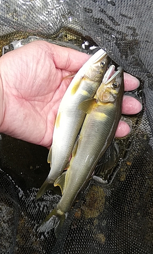 アユの釣果