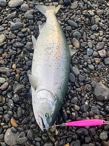 サクラマスの釣果