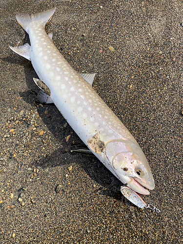 アメマスの釣果