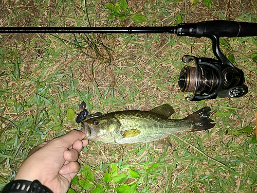 ラージマウスバスの釣果