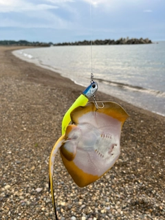 エイの釣果