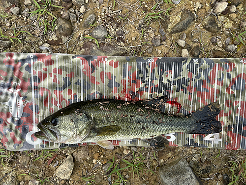 ブラックバスの釣果