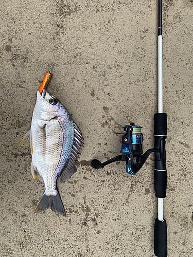 キビレの釣果