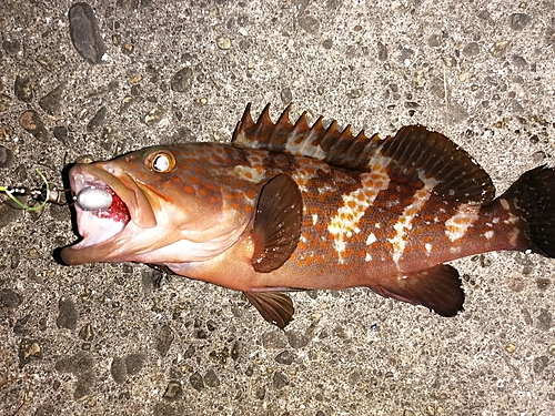 キジハタの釣果