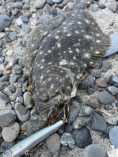 ソゲの釣果