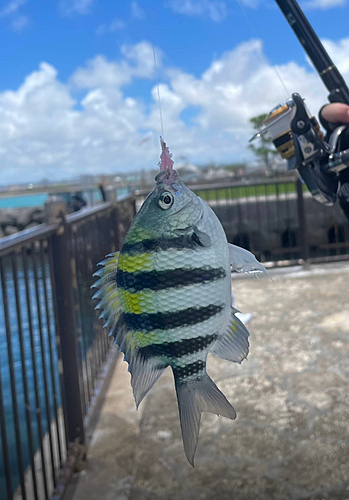 スズメダイの釣果