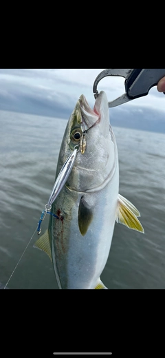 サワラの釣果