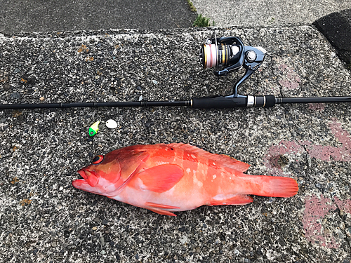 アカハタの釣果