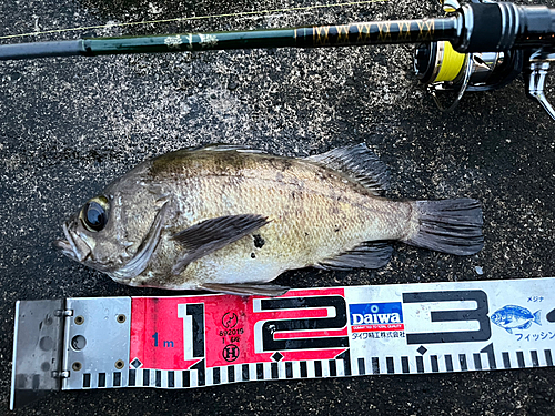 メバルの釣果