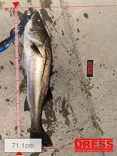 シーバスの釣果